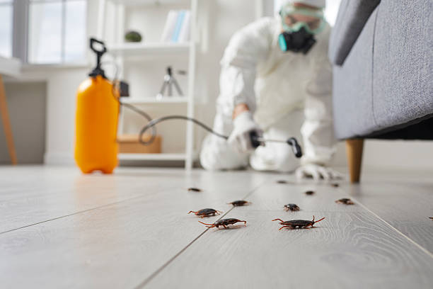 Affordable Termite Control solutions in Hahnville, LA